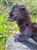 mink.jpg